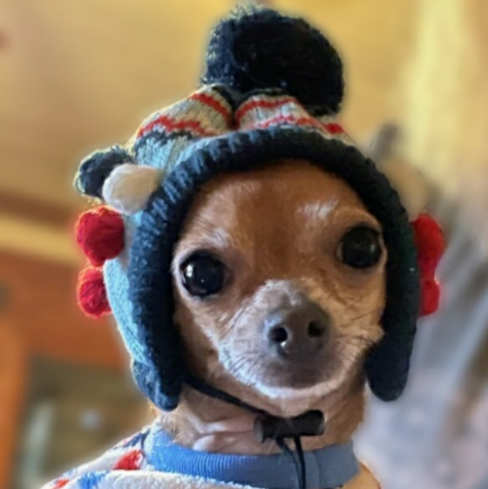 Meet your Posher, Holly